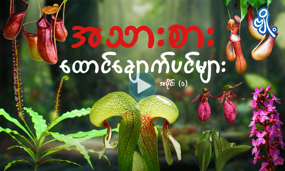 အသားစားထောင်ချောက်ပင်များ အပိုင်း ( ၁ )